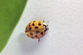 Selective focus, Top view, a macro closeup of a lady beetle bug with orange wings and black spots, common insect of europe. Royalty Free Stock Photo