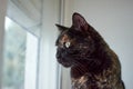 Selective focus of a Tortoiseshell cat looking out of the windo Royalty Free Stock Photo