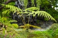 Selective focus tree against waterfall Background,Beautiful green nature