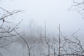 Selective focus of trees in a creepy and foggy lake - great for wallpapers