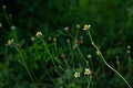 Selective focus of tridax daisy gletang (tridax procumbens) flowers in a meadow Royalty Free Stock Photo