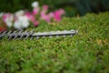 Selective focus of trimming bush with hedge cutter. Royalty Free Stock Photo