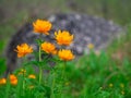 Trollius altaicus, Globe flower, beautiful orange flowers growing in the forest