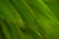 Selective focus of tropical green bamboo leaves background on natural bamboo branch with sun. Beautiful nature in the morning Royalty Free Stock Photo