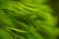 Selective focus of tropical green bamboo leaves background on natural bamboo branch with sun. Beautiful nature in the morning Royalty Free Stock Photo