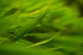 Selective focus of tropical green bamboo leaves background on natural bamboo branch with sun. Beautiful nature in the morning Royalty Free Stock Photo