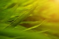 Selective focus of tropical green bamboo leaves background on natural bamboo branch with sun. Beautiful nature in the morning Royalty Free Stock Photo
