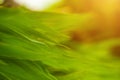 Selective focus of tropical green bamboo leaves background on natural bamboo branch with sun. Beautiful nature in the morning Royalty Free Stock Photo