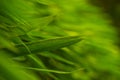 Selective focus of tropical green bamboo leaves background on natural bamboo branch with sun. Beautiful nature in the morning Royalty Free Stock Photo