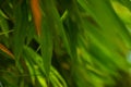 Selective focus of tropical green bamboo leaves background on natural bamboo branch with sun. Beautiful nature in the morning Royalty Free Stock Photo