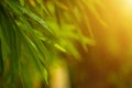 Selective focus of tropical green bamboo leaves background on natural bamboo branch with sun. Beautiful nature in the morning Royalty Free Stock Photo