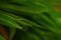 Selective focus of tropical green bamboo leaves background on natural bamboo branch with sun. Beautiful nature in the morning Royalty Free Stock Photo