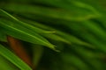 Selective focus of tropical green bamboo leaves background on natural bamboo branch with sun. Beautiful nature in the morning Royalty Free Stock Photo