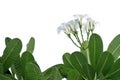 In selective focus tropical plumeria flower leaves and with flower blossom on white isolated background for green foliage backdrop Royalty Free Stock Photo