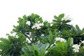 In selective focus tropical plumeria flower leaves and with flower blossom on white isolated background for green foliage backdrop Royalty Free Stock Photo