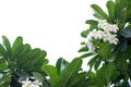 In selective focus tropical plumeria flower leaves and with flower blossom on white isolated background for green foliage backdrop Royalty Free Stock Photo