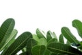 In selective focus tropical plumeria flower leaves on white isolated background Royalty Free Stock Photo