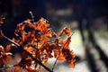 Selective focus on twig with dry orange leaves in backlight and forest in the background Royalty Free Stock Photo