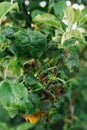 Selective focus on the twisted Apple-tree leaves, struck aphids Royalty Free Stock Photo