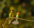 Selective focus of two chestnut headed bee-eaters perched on a tree branch in West Bengal, India Royalty Free Stock Photo