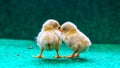 Selective focus of two cute yellow chicks standing with an artificial grass background Royalty Free Stock Photo