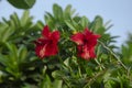 Selective focus on two HIBICUS flowers with bumble bees and green leaves isolated in blur background in the garden