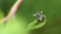 Two-Horned Treehopper on a leaf, Stictocephala Diceros Royalty Free Stock Photo