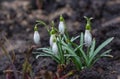 Selective focus on two intertwined flower buds of white snowdrops with water droplets under the spring rain on a natural backgroun Royalty Free Stock Photo