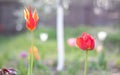 Selective focus. Two red different tulips in the garden with green leaves. Blurred background. A flower that grows among the grass Royalty Free Stock Photo