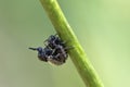 Small-Headed Flies mating, genus Ogcodes Royalty Free Stock Photo