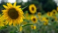 Selective focus of two sunflowers on which bees are working, in a sunflower field. Royalty Free Stock Photo