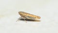 Single typical leafhopper, genus Psammotettix Royalty Free Stock Photo