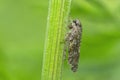 A typical leafhopper on a stem, Allygidius Atomarius Royalty Free Stock Photo