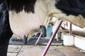 Selective focus udder milk of young cow female standing
