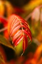 Selective focus vertical image of bright  red leaves of staghorn sumac on blurred background Royalty Free Stock Photo
