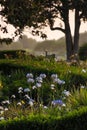 Selective focus vertical of the Lily of the Nile flowers in a garden with a tree in the background Royalty Free Stock Photo