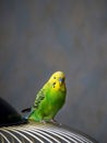 Selective focus. Vertical view of a bright green young budgie si Royalty Free Stock Photo