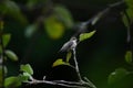 Selective focus of the vervain hummingbird (Mellisuga minima) perched on the tree branch