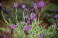 Spanish lavender flowers Royalty Free Stock Photo