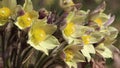 Selective focus video set - Pale yellow Pasqueflower flowers Pulsatilla orientali-sibirica, Pulsatilla flavescens.