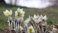 Selective focus video set - Pale yellow Pasqueflower flowers Pulsatilla orientali-sibirica, Pulsatilla flavescens.