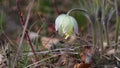 Selective focus video set - Pale yellow Pasqueflower flowers Pulsatilla orientali-sibirica, Pulsatilla flavescens.