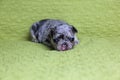 Adorable three-week old blue merle female French bulldog lying down on couch staring