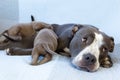 Selective focus view of American Bully female dog mum nursing her three-week old puppies