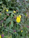 Selective focus view of calceolaria, also called lady's purse, slipper flower, pocketbook flower, or slipperwort Royalty Free Stock Photo