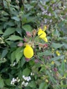 Selective focus view of calceolaria, also called lady's purse, slipper flower, pocketbook flower, or slipperwort Royalty Free Stock Photo