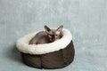 Selective focus view of Chocolate Mink Sphynx cat lying down in its bed staring Royalty Free Stock Photo