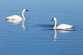 Selective focus view of couple of adult Eastern whistling swans feeding in pond