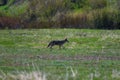 Selective focus view of a coyote running through a field of green grass