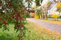 Selective focus view of crabapple tree branch heavy with fruits in the fall